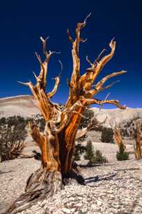 Bristlecone Pine, Patriarch Grove-3881